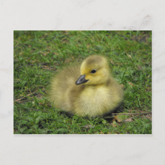 Kanada Goose Gosling Helg Vykort