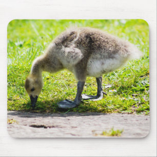Kanada Goose Gosling Musmatta