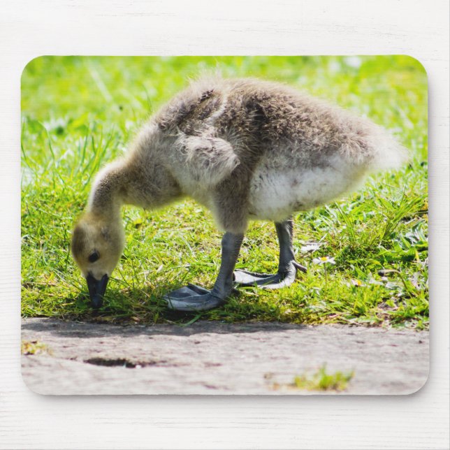 Kanada Goose Gosling Musmatta (Framsidan)