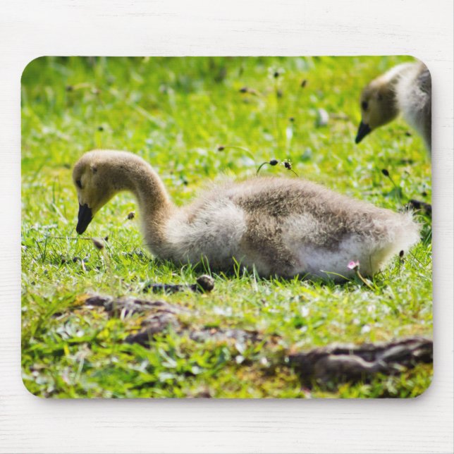 Kanada Goose Gosling Musmatta (Framsidan)