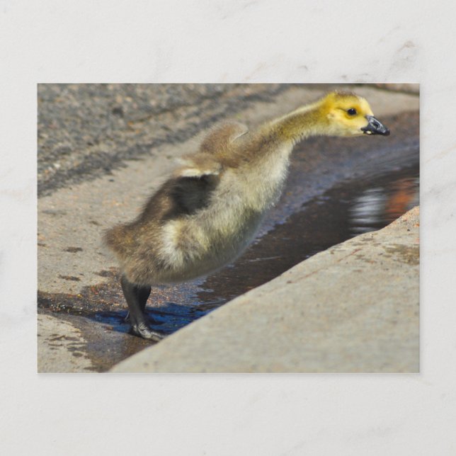 Kanada Goose Gosling Postcard Vykort (Framsida)