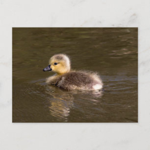Kanada Goose Gosling Vykort