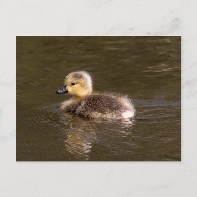 Kanada Goose Gosling Vykort (Framsida)