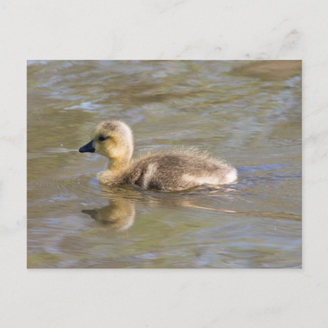 Kanada Goose Gosling Vykort (Framsida)