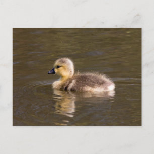 Kanada Goose Gosling Vykort