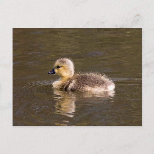 Kanada Goose Gosling Vykort (Framsida)