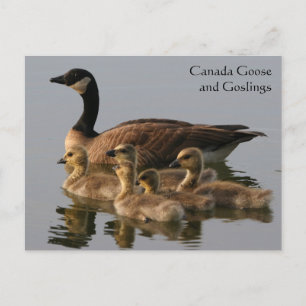 Kanada Goose & Goslings Wildlife Series nr 17 Vykort