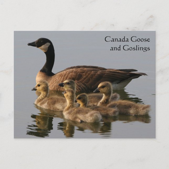 Kanada Goose & Goslings Wildlife Series nr 17 Vykort (Framsida)