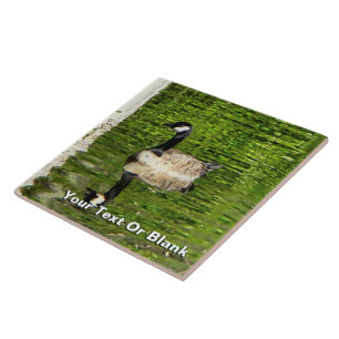 (Kanada) Goose Grönt Kakelplatta
