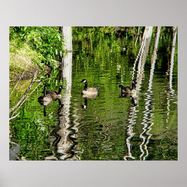 (Kanada) Goose Grönt Poster (Framsidan)