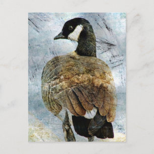 Kanada Goose Grunge Vykort