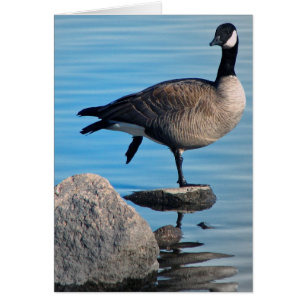 Kanada Goose Hälsningskort