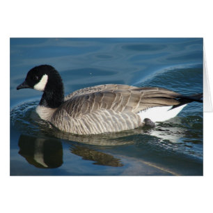 Kanada Goose Hälsningskort