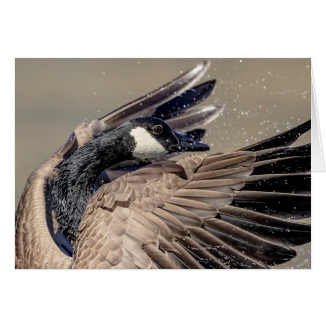 Kanada Goose Hälsningskort (Framsidan Horizontal)