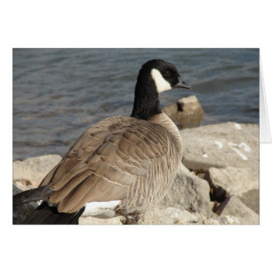 Kanada Goose Hälsningskort