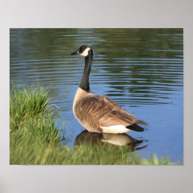 Kanada Goose i Vatten Oljemålning Poster (Framsidan)