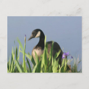 Kanada Goose Irises Animal Art Postcard Vykort
