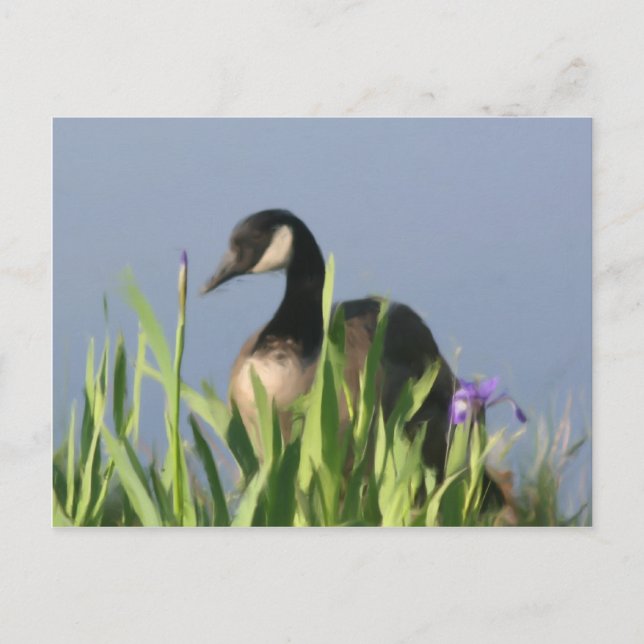 Kanada Goose Irises Animal Art Postcard Vykort (Framsida)