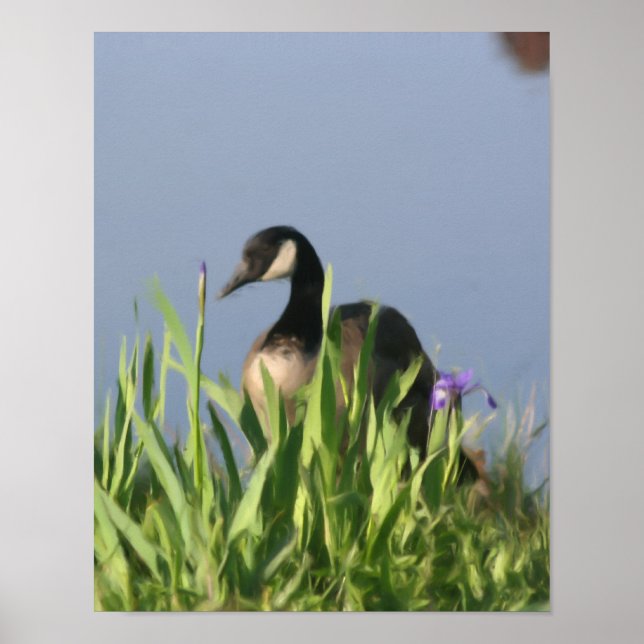 Kanada Goose Irises Nature Painting Poster (Framsidan)