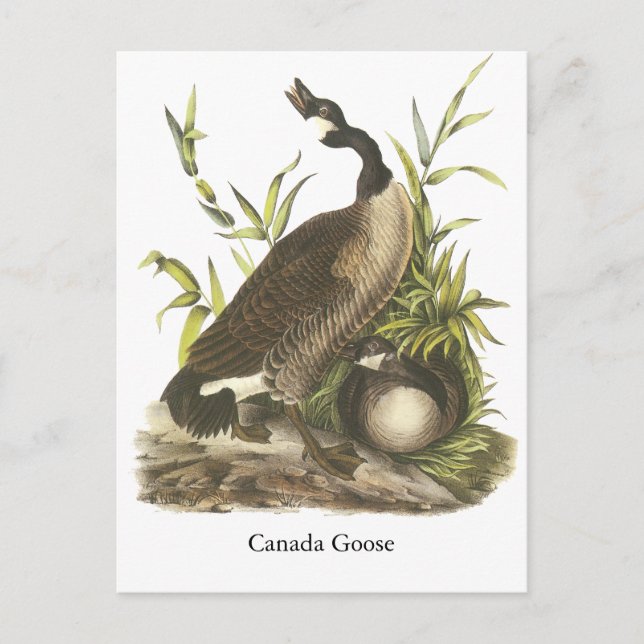 Kanada Goose, John Audubon Vykort (Framsida)