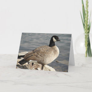 Kanada Goose Kort