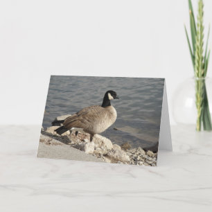 Kanada Goose Kort