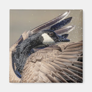 Kanada Goose Magnet