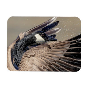 Kanada Goose Magnet