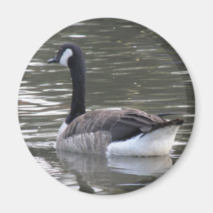 Kanada Goose Magnet