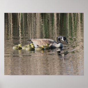 Kanada Goose Mamma Gosling Spädbarn Wildlife Poster