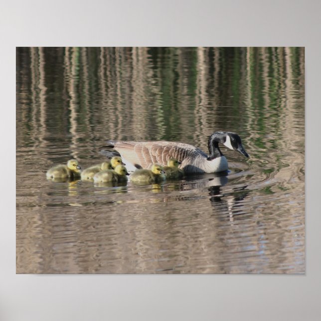 Kanada Goose Mamma Gosling Spädbarn Wildlife Poster (Framsidan)
