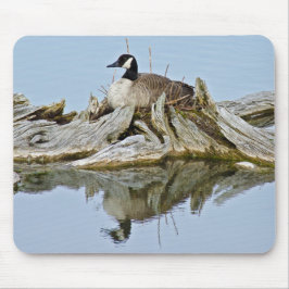 Kanada Goose Musmatta