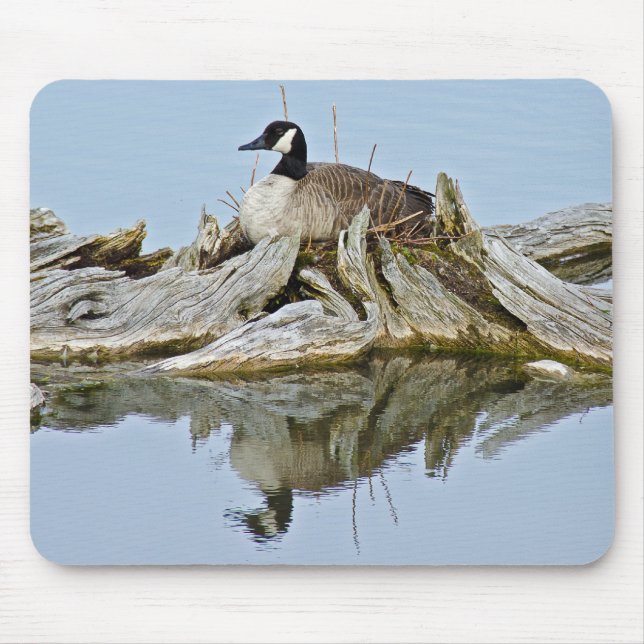 Kanada Goose Musmatta (Framsidan)
