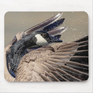 Kanada Goose Musmatta