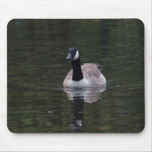 Kanada Goose Musmatta