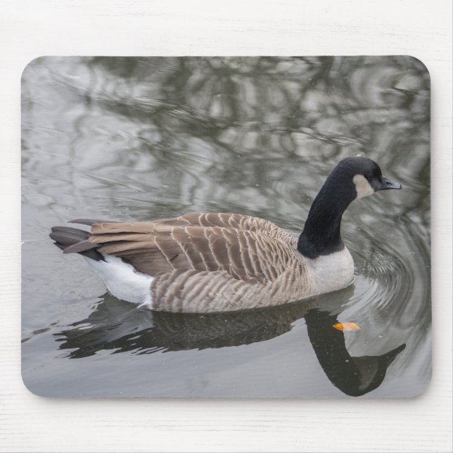 Kanada Goose Musmatta (Framsidan)