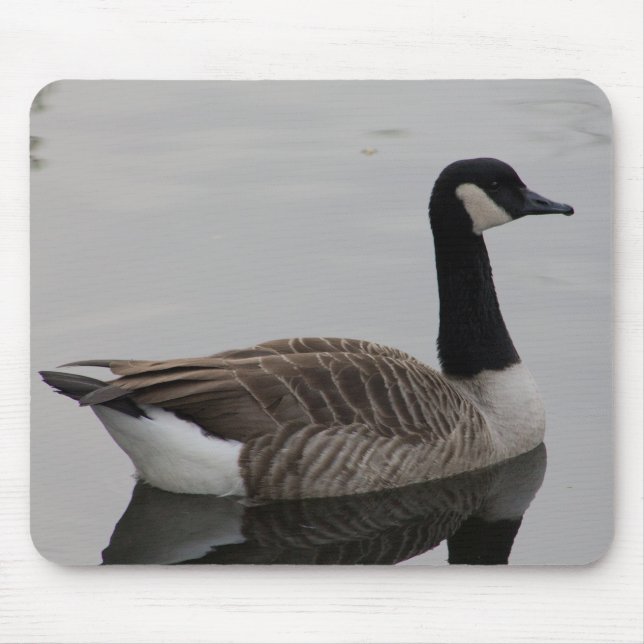 Kanada Goose Musmatta (Framsidan)