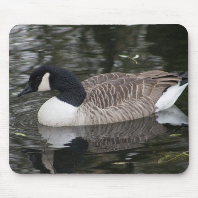 Kanada Goose Musmatta (Framsidan)