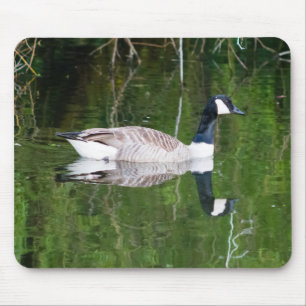 Kanada Goose Musmatta