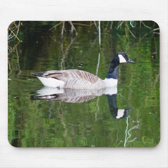Kanada Goose Musmatta (Framsidan)