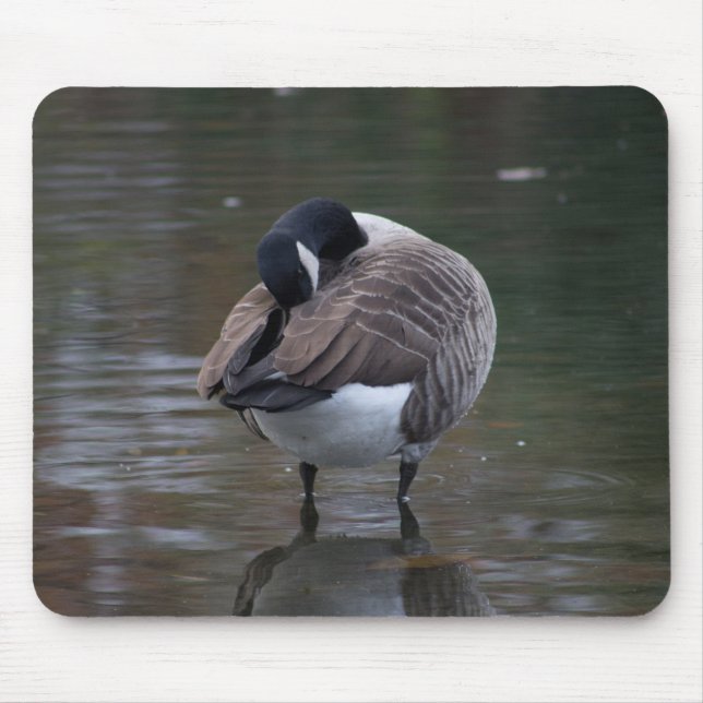 Kanada Goose Musmatta (Framsidan)