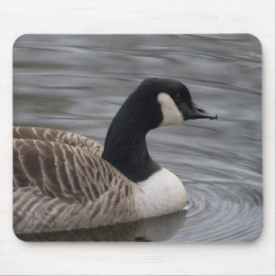 Kanada Goose Musmatta