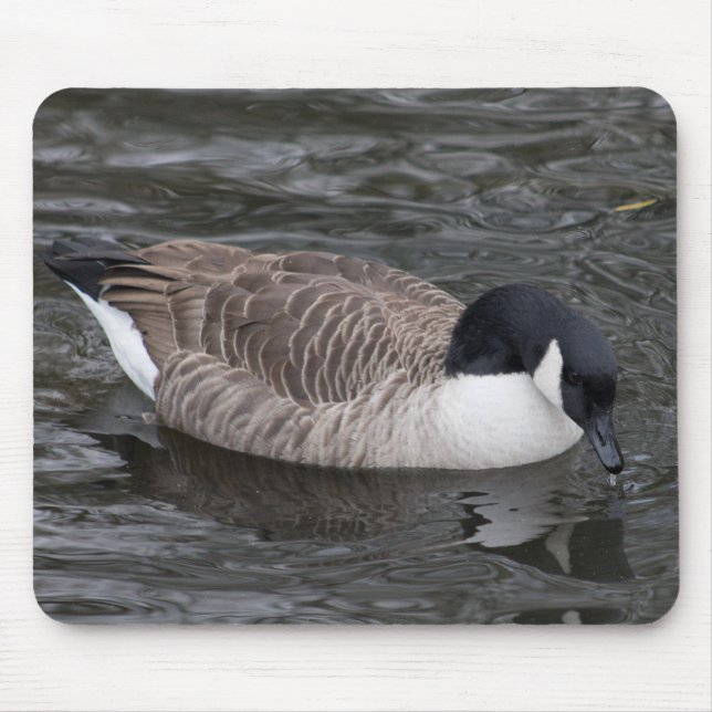 Kanada Goose Musmatta (Framsidan)