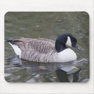 Kanada Goose Musmatta