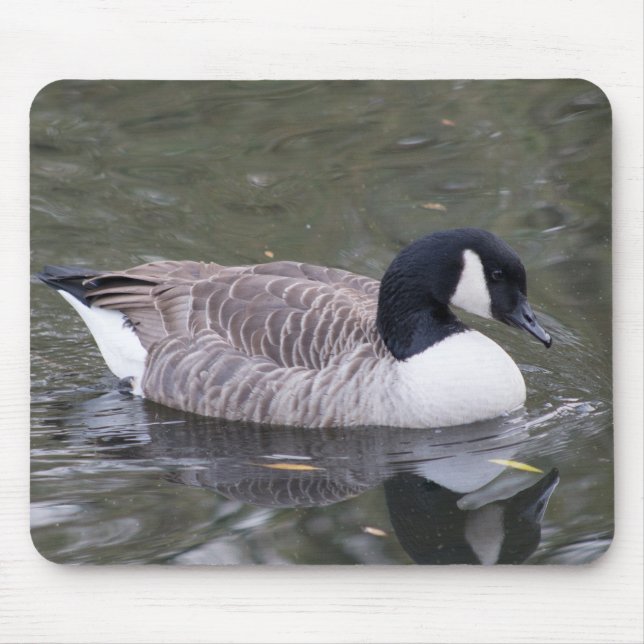 Kanada Goose Musmatta (Framsidan)