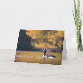 Kanada Goose Nature Photo Kort