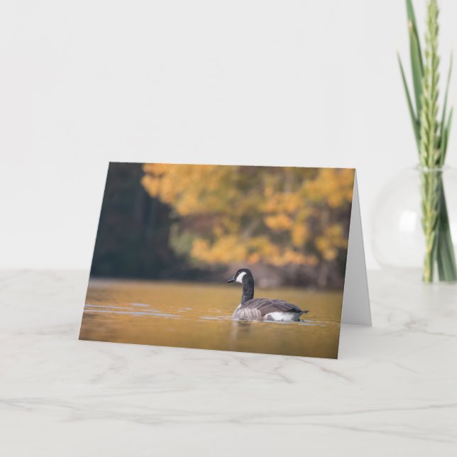 Kanada Goose Nature Photo Kort (Framsida)