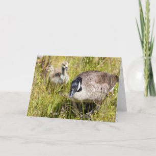 Kanada Goose Note Kort