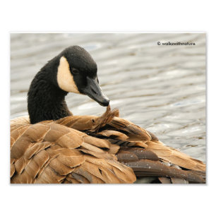 Kanada Goose på Sjö Fototryck