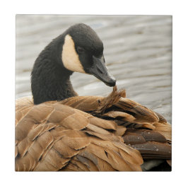 Kanada Goose på Sjö Kakelplatta